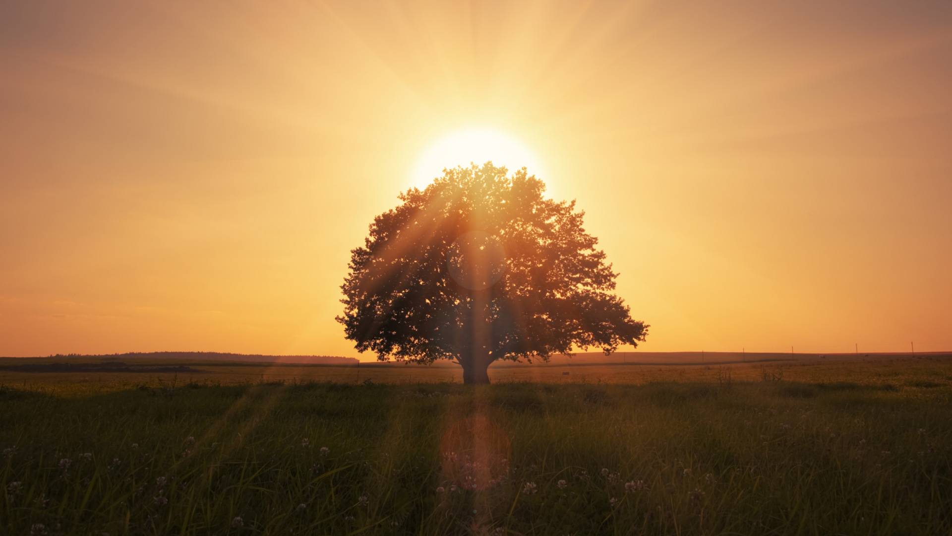 Tree in a field witha sunset behind